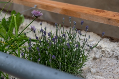 Landscape festival - Urban microbiotopes - 5
